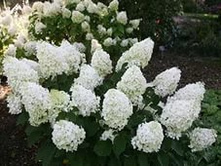 ����� *(4� � ����)