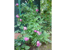 ��������� ���