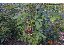 ��� ��. ���������- ������ ��� ���.