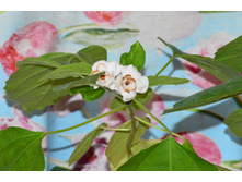 ���� ���������