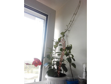 IMG 20150830 082706.jpg