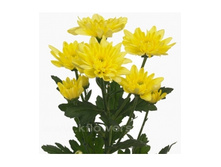 ���������� ������ 60 ��