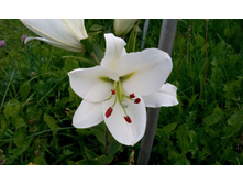 IMG 20150801 105918.jpg