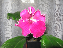 IMG 4481.JPG