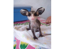 ��� ���� ��� ������.jpg