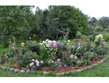 DSC 0785.JPG