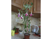 ������ ������� (01.08.2015)