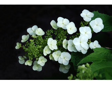 Hydrangea-1370313.jpg