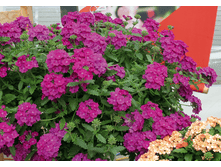 ������� ���������