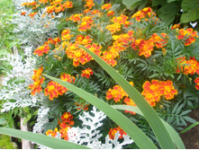 16.08.2015 P8160164.JPG