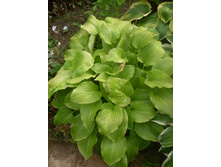 ����� ����������� 150