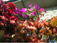 DSCN4135.JPG
