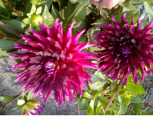 №16 ������ �����.jpg