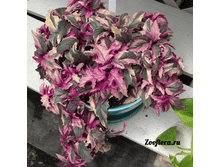 ������ �����������- ������ �������� ��������..