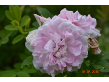 � ��� ������ �������