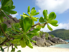 Seychelles-flora-1376464.jpg