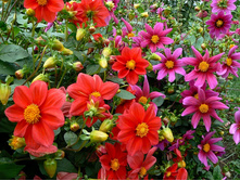 ������� ������