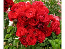 ���� �� ��������� (�)