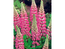 ����� ���� ������� 180 �������� ������� ����