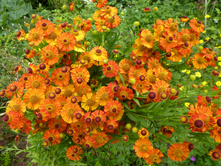 P1040213.JPG �������� �����  80�