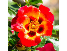 ��. Sunshine Babylon-9,25.jpg