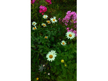 �������, 50 �.