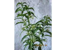Cestrum nocturnum