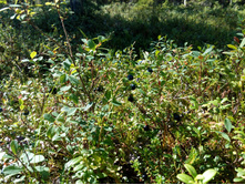 IMG 20150819 125049.jpg