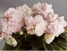 Pink Mint (���� ����)