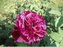 Ottavio Missoni 11,74