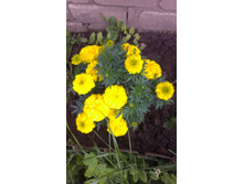 ������ 2015�.