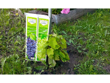 IMG 20150814 174709.jpg