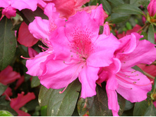 Azaleas-1374992.jpg