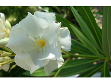 White-oleander-1-1176064.jpg