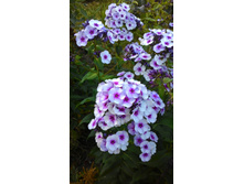 ���� �̣� ���.jpg