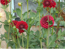 №17 ����� �������.jpg