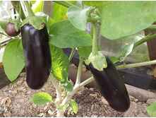 �������� �����