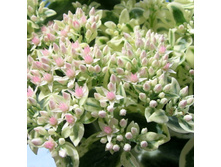 ������ ������ ������ ���.120�