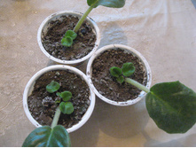 ��������� �������� ������