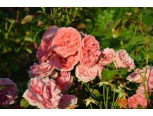 �������� (���������)