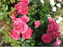 �������� �����(�)