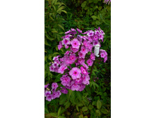 ������ ���.jpg