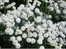 ������������� �������� ��� ����������