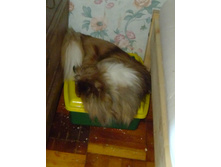 ����� ����� ����� �������