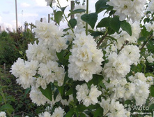 �������� �������� 150�