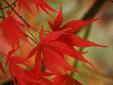 Autumn-fall-1181180.jpg