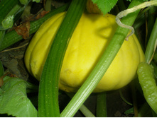 16.08.2015 P8160213.JPG