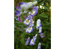 P1040185.JPG ������ �������