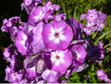 P1040163.JPG����� �����