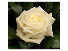 ���� ������ �����